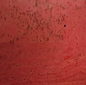 Ткань пробковая 50х70см Cork Surface red(15,5%полиэстер + 29,5%хлопок + 55%полиуретан238827